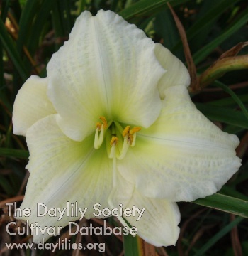 Daylily Absolute Zero